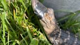 Alligator missing after being brought to middle school by petting zoo