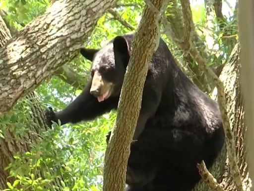 Un oso sube al árbol en el patio de una familia hispana en Florida