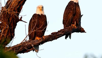 ‘It really is special’: 2 bald eagle chicks at White Rock Lake, Dallas officials confirm