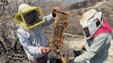 Intoxicación masiva de abejas en Campeche causa la pérdida de más de 40 años de trabajo
