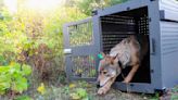 Remote Lake Superior island wolf numbers are stable but moose population declining, researchers say