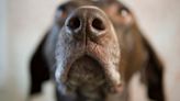 Trained dogs set new record in scent detection, beat advanced machines