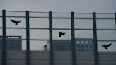 Billions of birds collide with glass buildings – but architecture has solutions