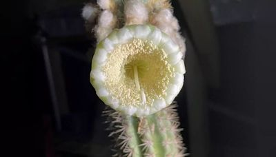 Key Largo Tree Cactus Goes Extinct in U.S., First Local Extinction Due to Sea Level Rise