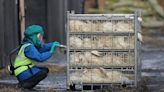 Worried about bird flu? Here's what it is, what to know about its symptoms