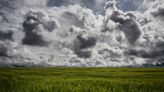 France Sees Wheat Harvest Plunging to 4-Year Low on Heavy Rains