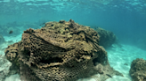 43 tons of ‘ghost nets’ removed from single Hawaiian coral reef