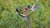 Understanding deer behaviors could help help prevent collisions with cars in Wisconsin