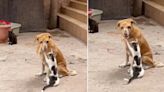 La historia de Tam y su “masaje” especial: el tierno vínculo entre un gato y un perro ciego