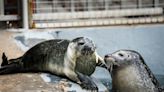 Mystic Aquarium welcomes new harbor seal pup who was born on Mother’s Day