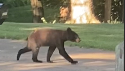 More bear cub sightings reported in St. Louis County