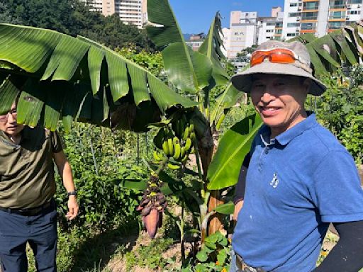 Botanical fluke or climate omen: What does a celebrity banana tree in Seoul mean?