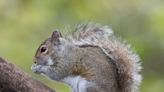 Power out in Quakertown? Blame the squirrel