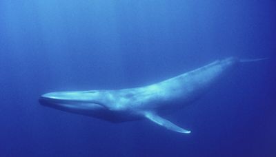 Sound of Whale Song Signals Antarctic Blue Whales May Be Making a Comeback