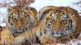 Bhutan and the Tiger Conservation Coalition Commit to Catalysing US$1 Billion for Tigers