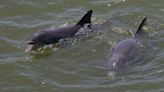 Photo showing man holding dolphin in Florida goes viral. Is it legal to handle a dolphin?