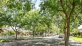 Fresno’s urban forest plan aims for 80,000 new trees by 2065. Is that possible? | Opinion