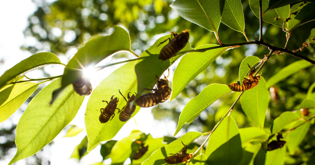 Buzz, Chirp, Wee-Oo: The Sounds of Cicadas Are Back