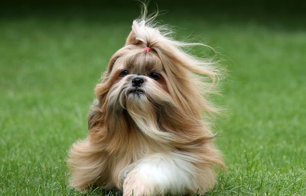 Shih Tzu goes to groomers, owner not prepared for result: "Wrong dog"