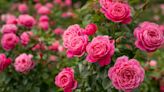 Rose blooms will triple in size with one essential task garden expert recommends