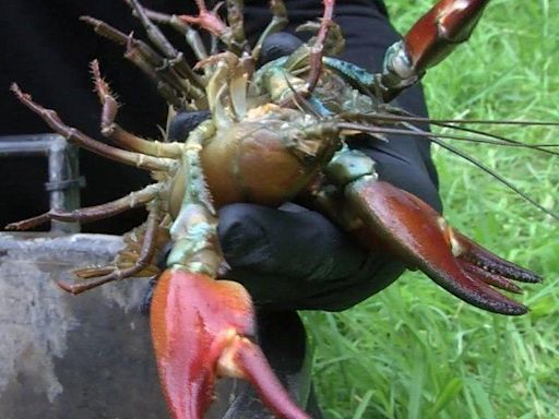 Eating invasive crayfish could prevent river damage