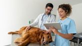 Kidney Filtration Problems in Dogs: Symptoms, Causes, & Treatments