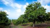 How to Grow & Care for Macadamia Nut Trees