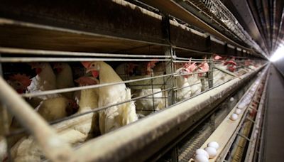 Farmers must kill 4.2 million chickens after bird flu hits Iowa egg farm