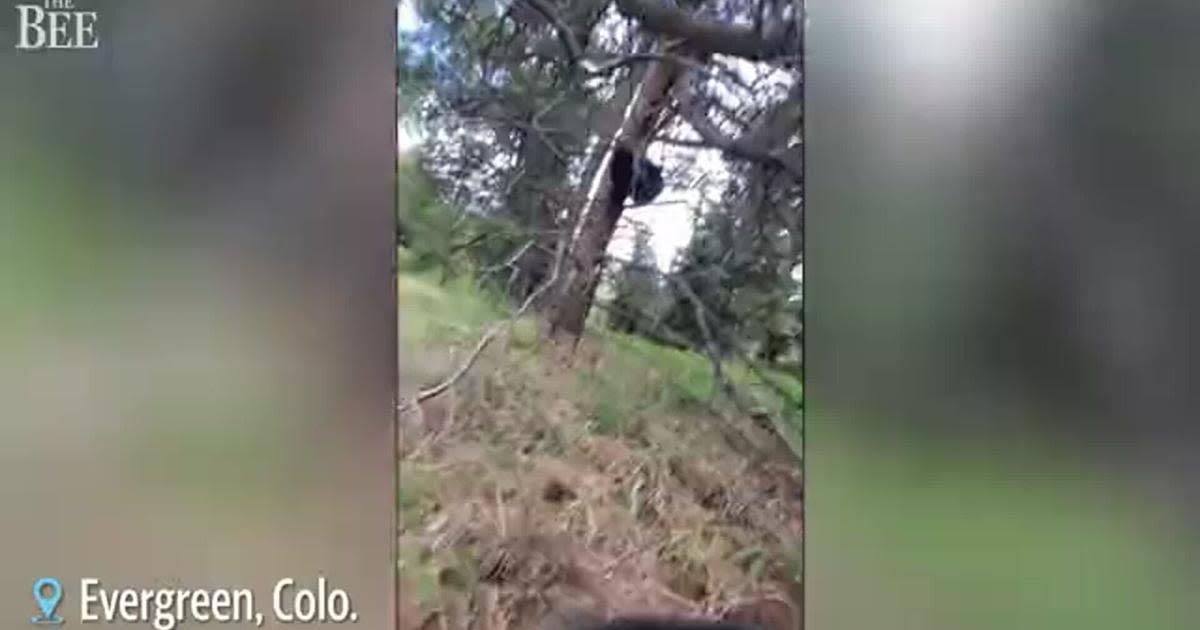 Watch as bear cub is freed from wire fencing