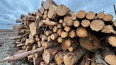 Wales plants just 12% of woodland target