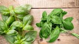 Trader Joe’s recall: Do not eat this basil sold in 30 states, including in N.J.