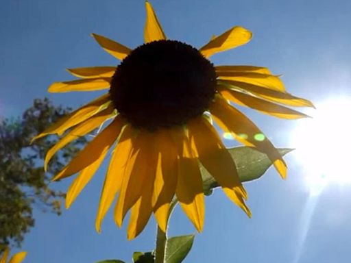 Heat advisory in effect as mid-week heat wave grips Bay Area, Northern California