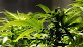 Cannabis Stocks Spike Following Reports Marijuana Will Be Reclassified As Less Dangerous Drug