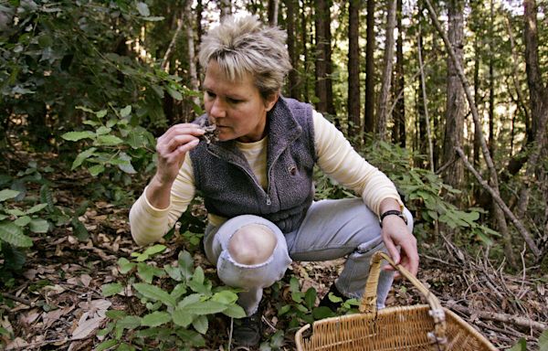 Warnings issued on morel mushroom consumption as foraging season arrives