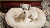 Cruise Ship Worker Seeing Her Elderly Family Dog After 6 Months Is Everything