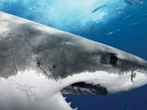 Shark Attack Files Season 2 Streaming: Watch & Stream Online via Disney Plus & Hulu