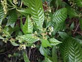 Psychotria nervosa