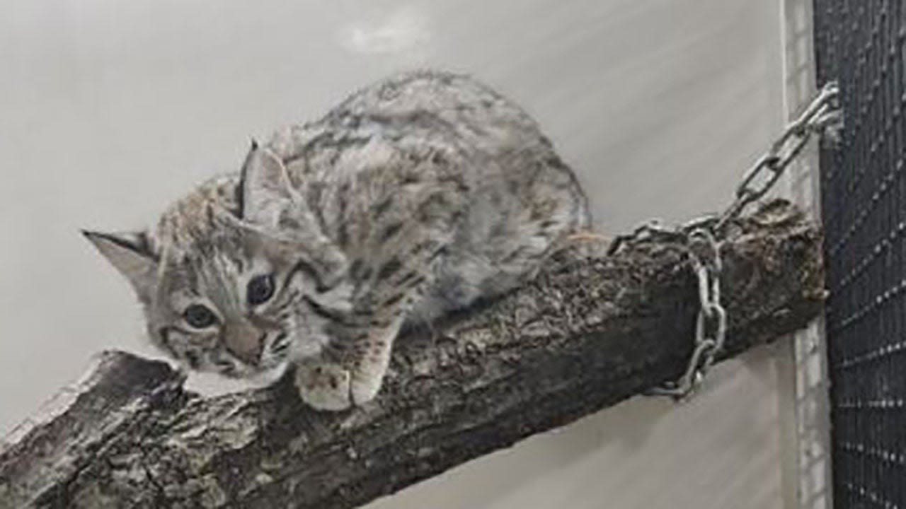 Young bobcat escapes from northern Indiana zoo