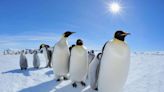 Emperor Penguins Officially Declared a Threatened Species — What to Know