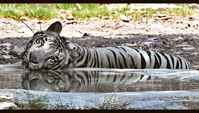 Chhatbir zoo keeping animals cool during dog days of summer