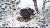 Concerned eyes on Jackie and Shadow’s 3 unhatched eagle eggs in Big Bear