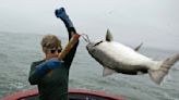 Salmon fishing is banned off the California coast for the second year in a row amid low stocks