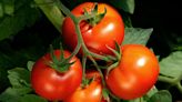 How to Prevent Blossom-End Rot, a Common Tomato Plant Disease That Can't Be Reversed