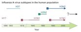 Influenza A virus subtype H2N2