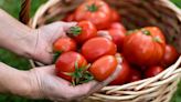 3 ways to tells that your tomatoes are ready to harvest