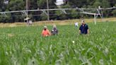 TAPS Field Day spotlights crop progress, Ag Olympics