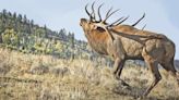 Chronic Wasting Disease maintains high prevalence, spreads to Western Wyoming