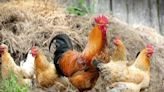 La OMS aclara que la reciente muerte en México de un paciente no es atribuible a la gripe aviar