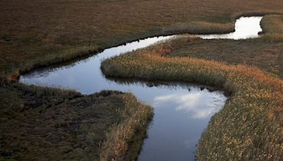 Opinion | Is It Too Late to Save the Southern Grasslands?