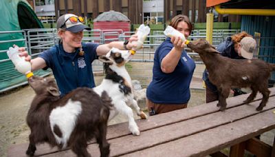 Point Defiance Zoo welcomes the new kids on the block